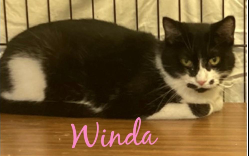 Enlarge WINDA, a Adoptable mixed breed in Muskegon, MI image 5/6