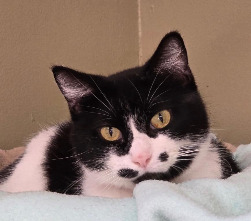 Enlarge WINDA, a Adoptable mixed breed in Muskegon, MI image 5/6