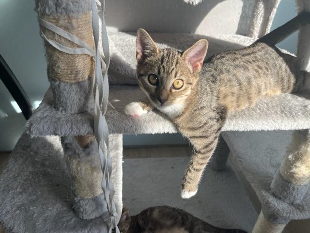 Enlarge Danny Girl, a Adoptable mixed breed in Eagle Point, OR image 6/6