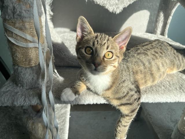 Enlarge Danny Girl, a Adoptable mixed breed in Eagle Point, OR image 3/6