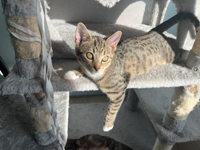 Enlarge Danny Girl, a Adoptable mixed breed in Eagle Point, OR image 5/6