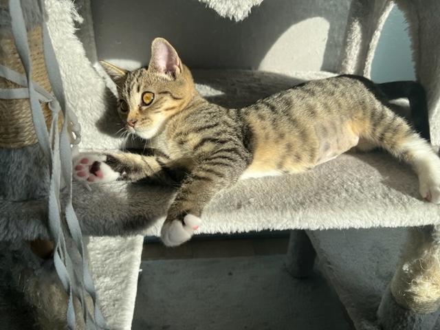 Enlarge Danny Girl, a Adoptable mixed breed in Eagle Point, OR image 4/6