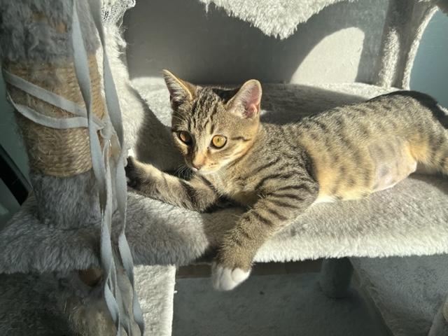 Enlarge Danny Girl, a Adoptable mixed breed in Eagle Point, OR image 2/6