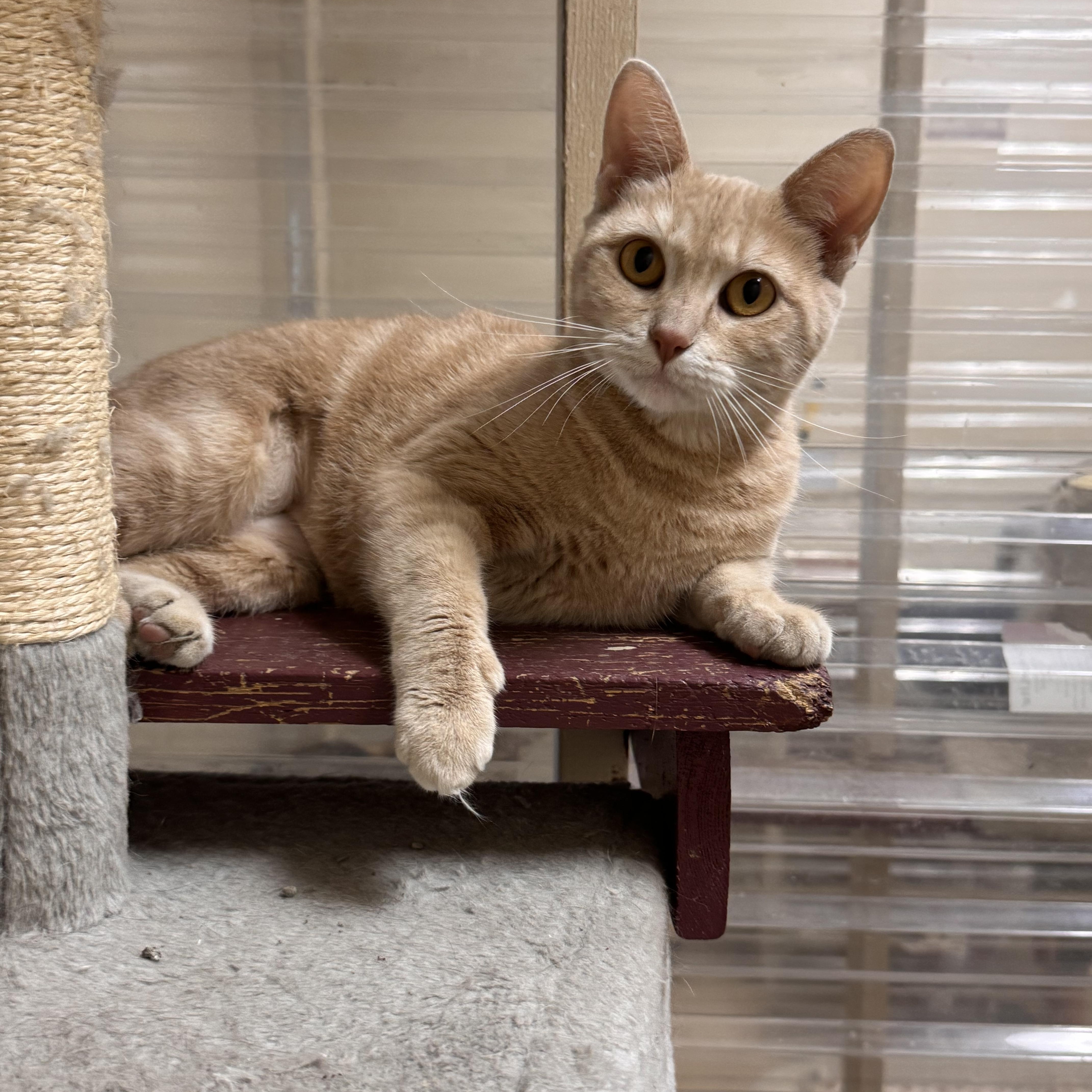 Echo, adopted, Adult Female Domestic Short Hair.