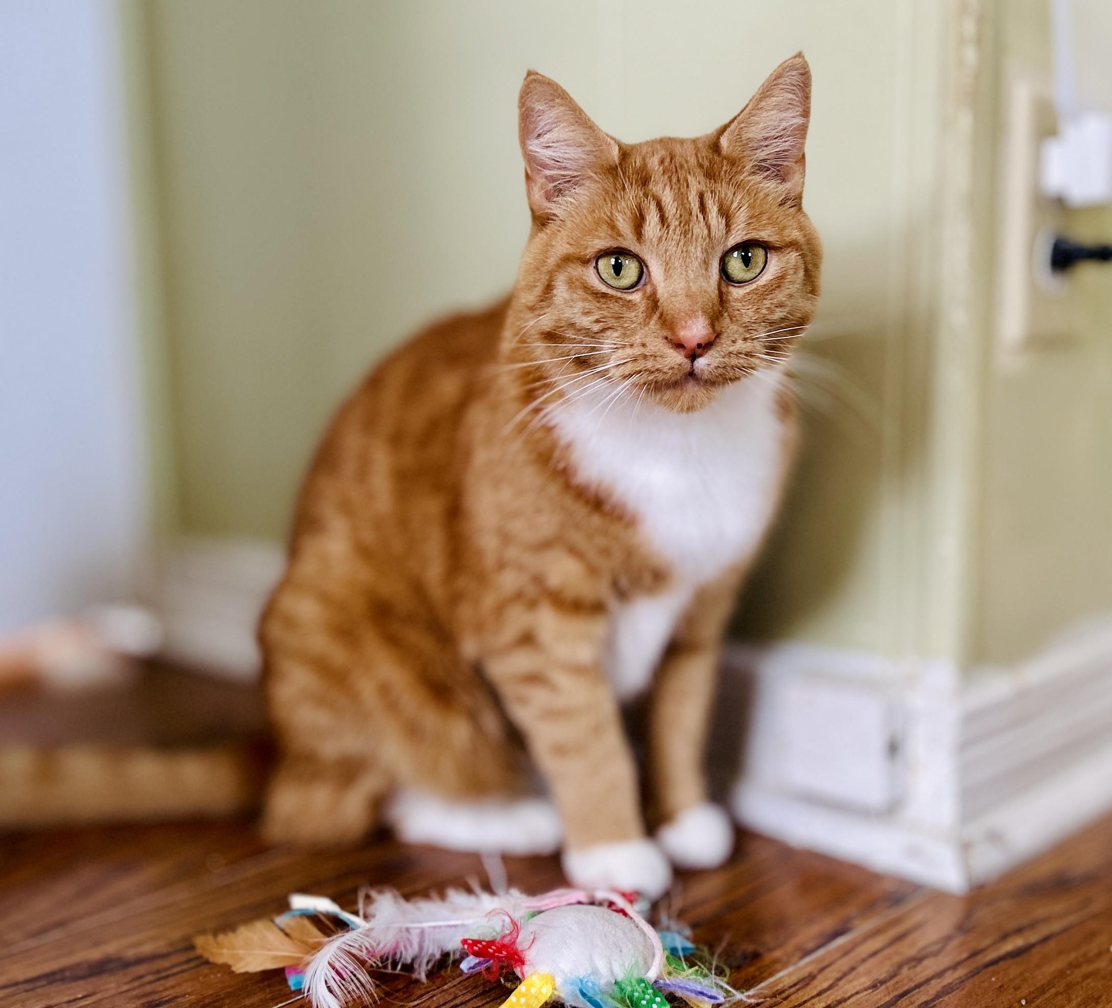 Enlarge Mallory, an adopted Domestic Short Hair in Guelph, ON image 4/6