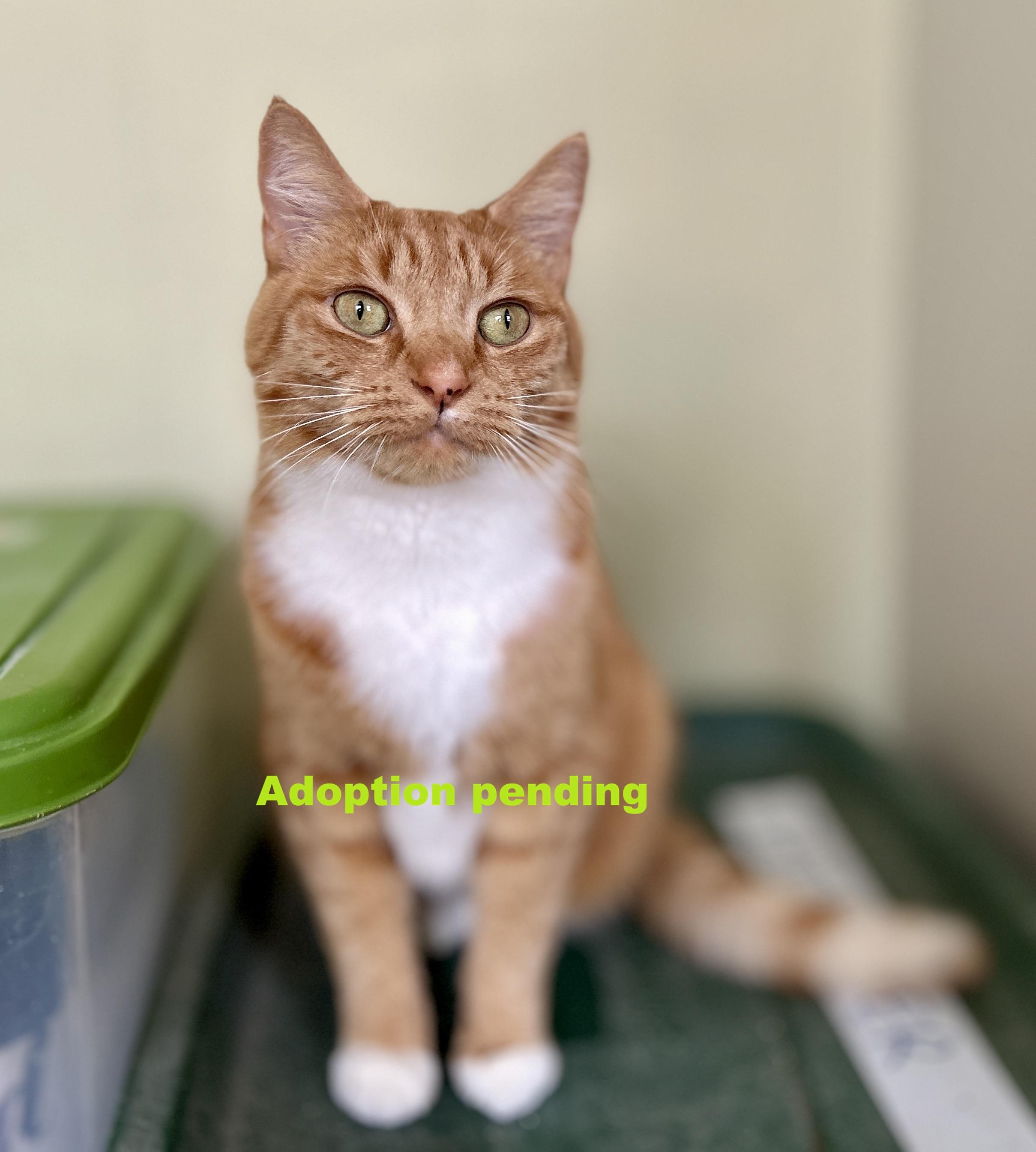 Enlarge Mallory, an adopted Domestic Short Hair in Guelph, ON image 1/6