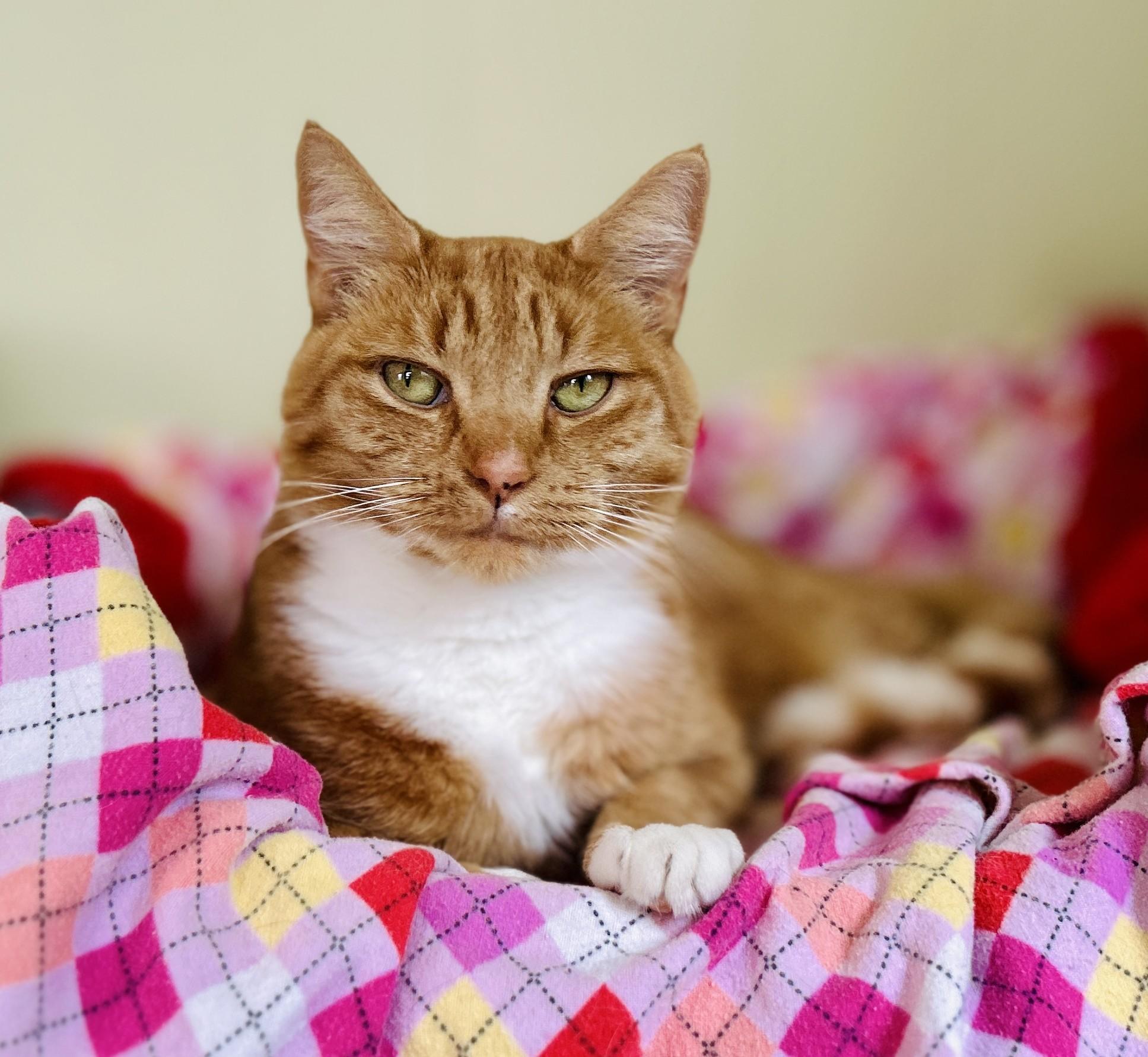 Enlarge Mallory, an adopted Domestic Short Hair in Guelph, ON image 3/6