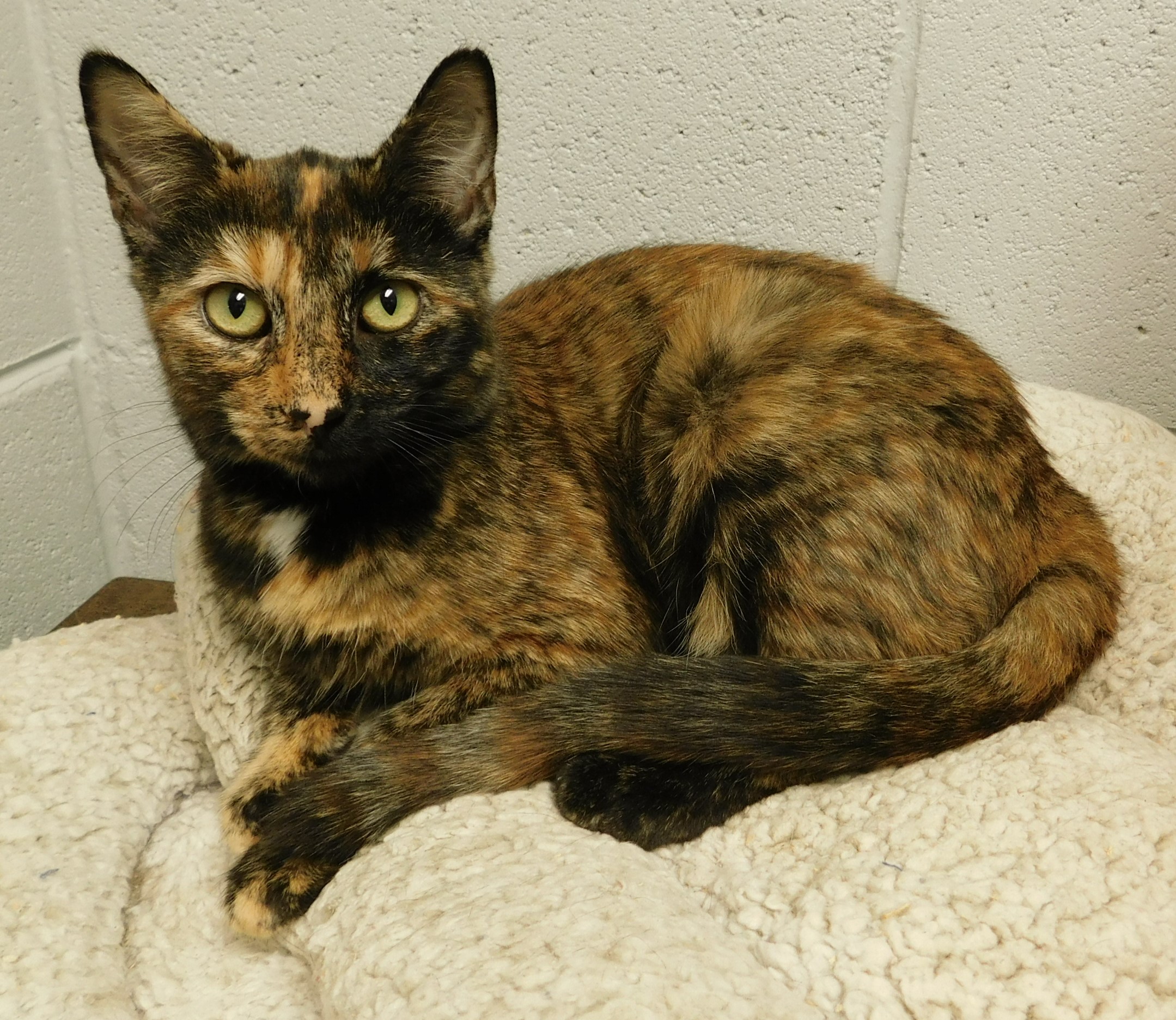 Cat for adoption Hazel, a Tortoiseshell Mix in Siloam Springs, AR