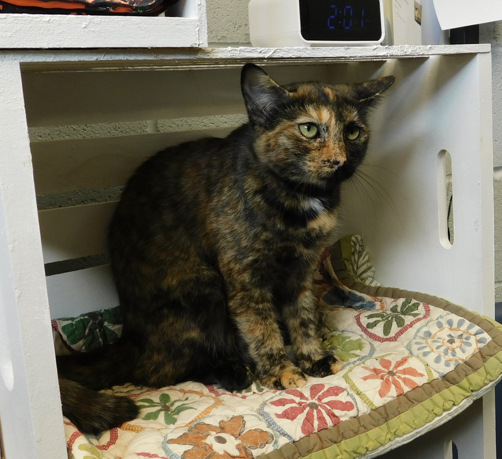 Cat for adoption Hazel, a Tortoiseshell Mix in Siloam Springs, AR