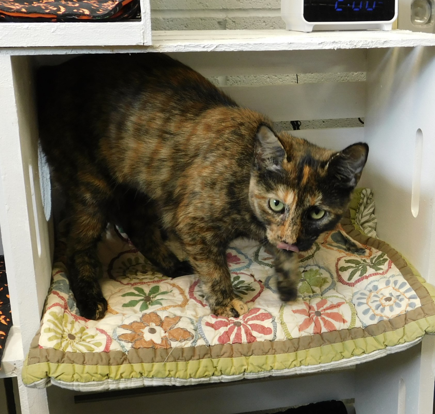 Cat for adoption Hazel, a Tortoiseshell Mix in Siloam Springs, AR