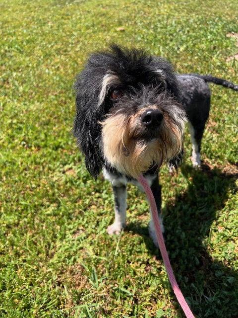 Enlarge Maxine "Moxie", a Adopted Poodle in Ramona, CA image 1/3