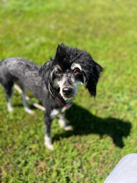 Enlarge Maxine "Moxie", a Adopted Poodle in Ramona, CA image 2/3
