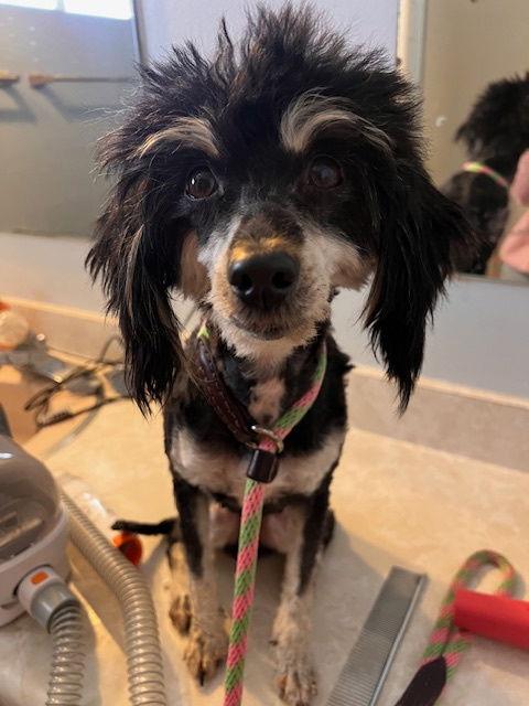 Enlarge Maxine "Moxie", a Adopted Poodle in Ramona, CA image 3/3