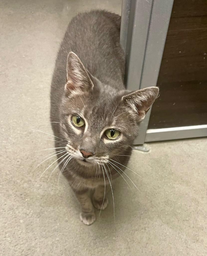 Gabbie, Adoptable, Adult Female Domestic Short Hair.