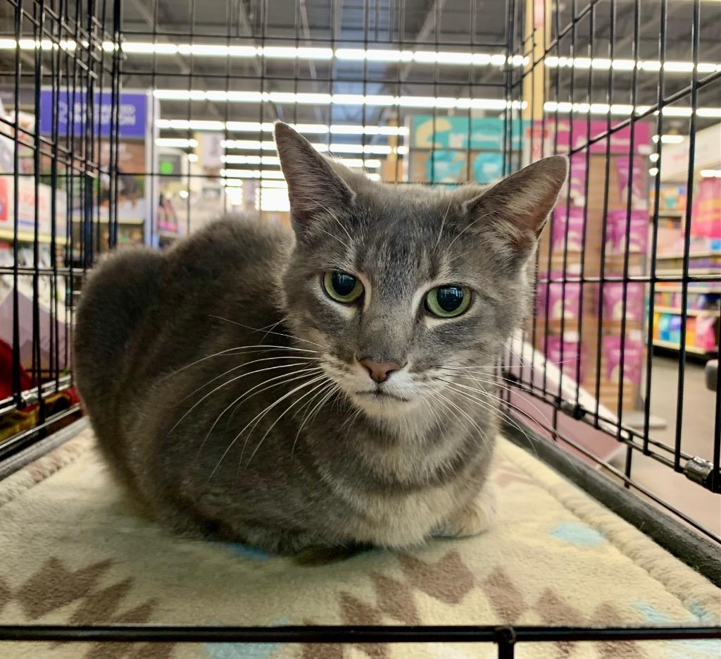 Enlarge Gabbie, a Adoptable mixed breed in Cumming, GA image 2/4