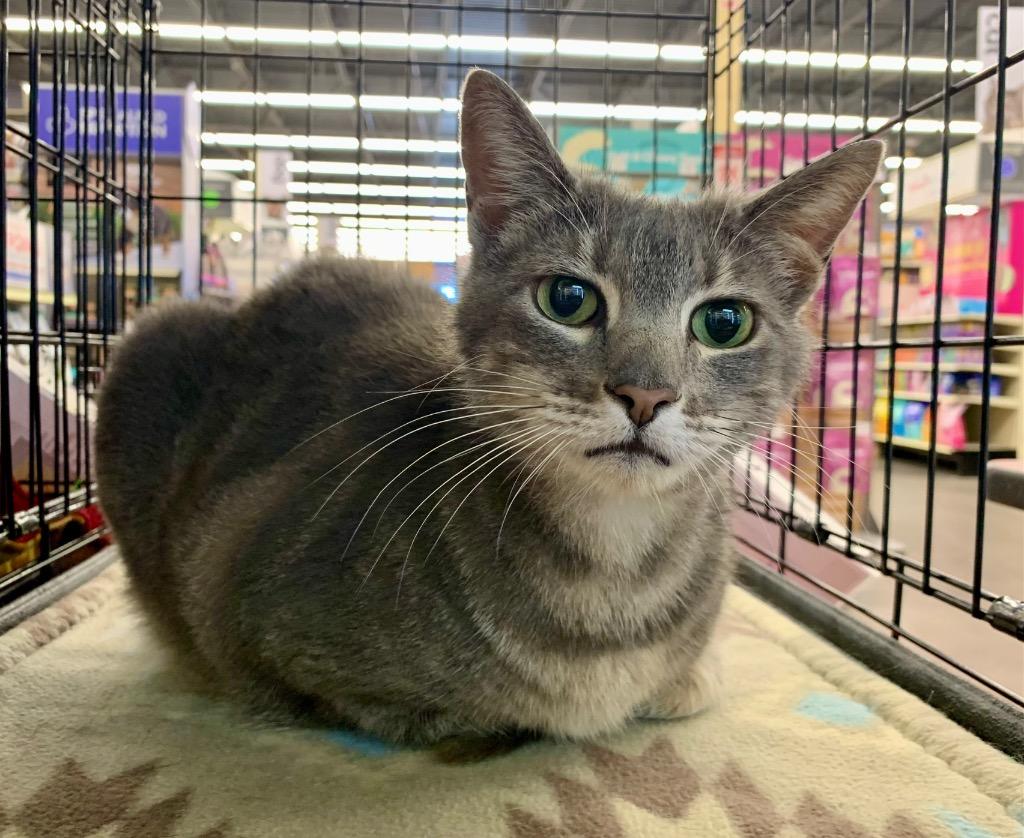 Gabbie, Adoptable, Adult Female Domestic Short Hair.