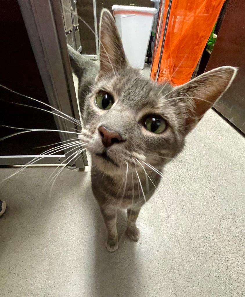 Enlarge Gabbie, a Adoptable mixed breed in Cumming, GA image 3/4