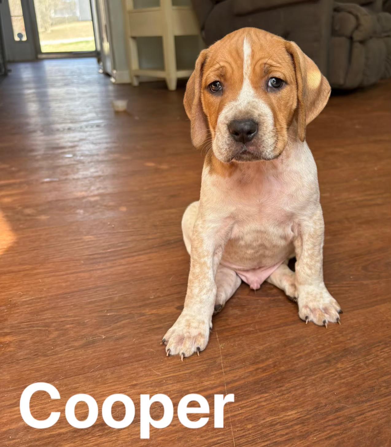 Enlarge Cooper, a Adoptable mixed breed in Pelzer, SC image 1/2
