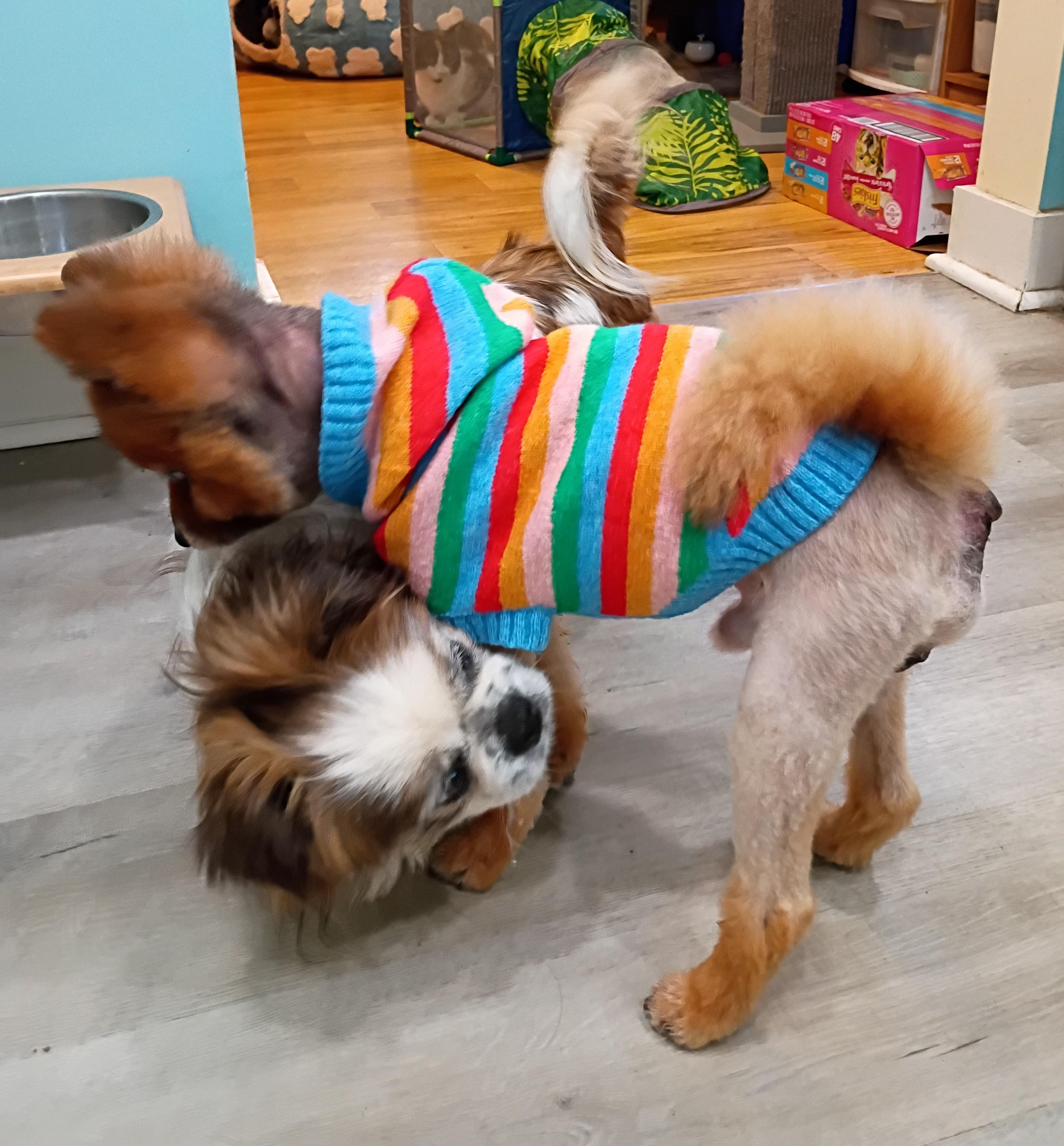Teddy - Needs Foster!, a ADOPTABLE Pomeranian in Hendersonville, TN image 4/6