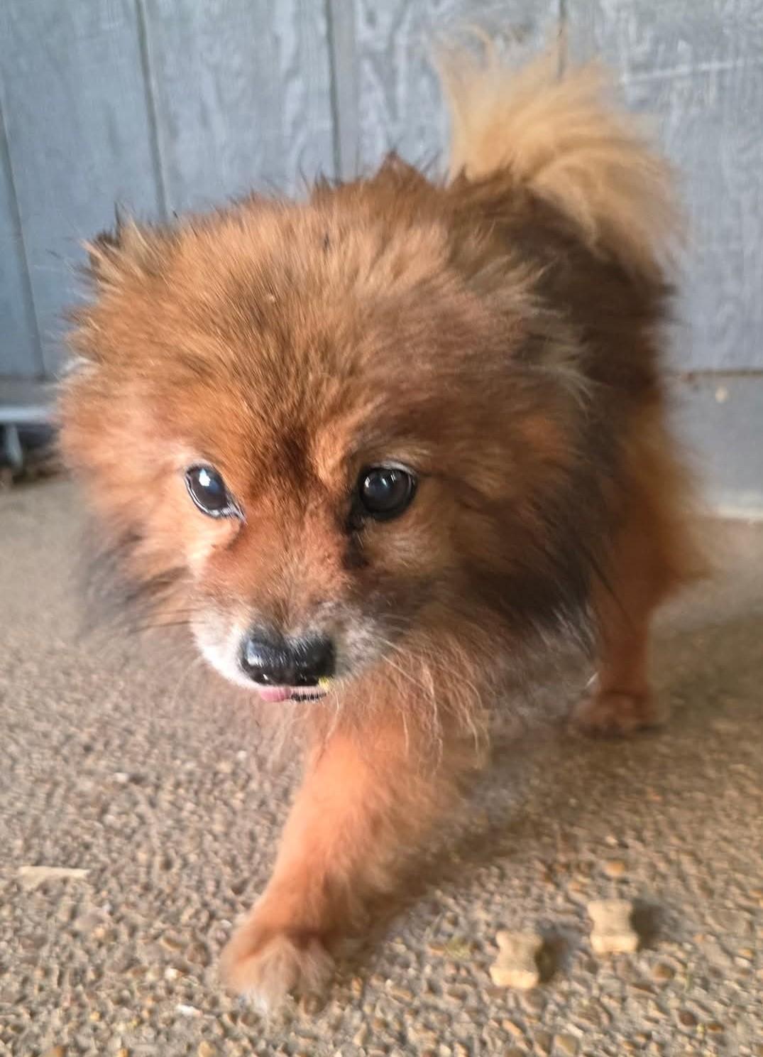 Teddy - Needs Foster!, a ADOPTABLE Pomeranian in Hendersonville, TN image 5/6