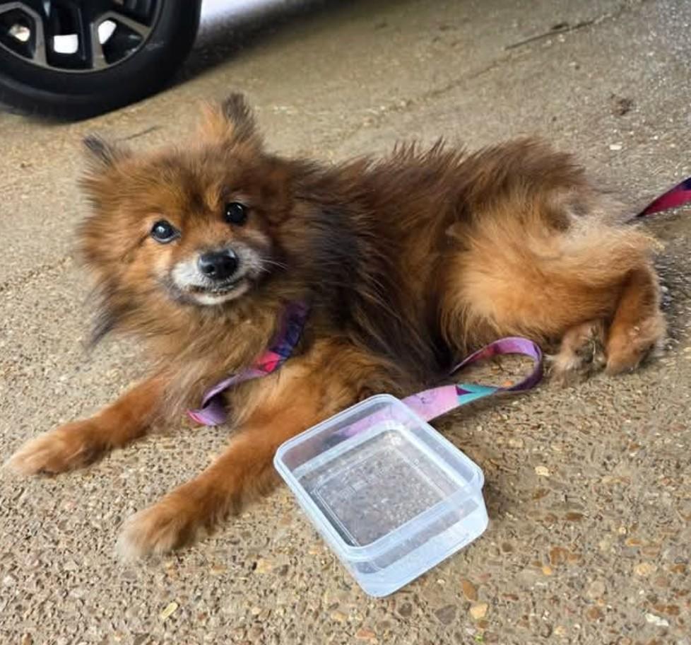 Teddy - Needs Foster!, a ADOPTABLE Pomeranian in Hendersonville, TN image 6/6