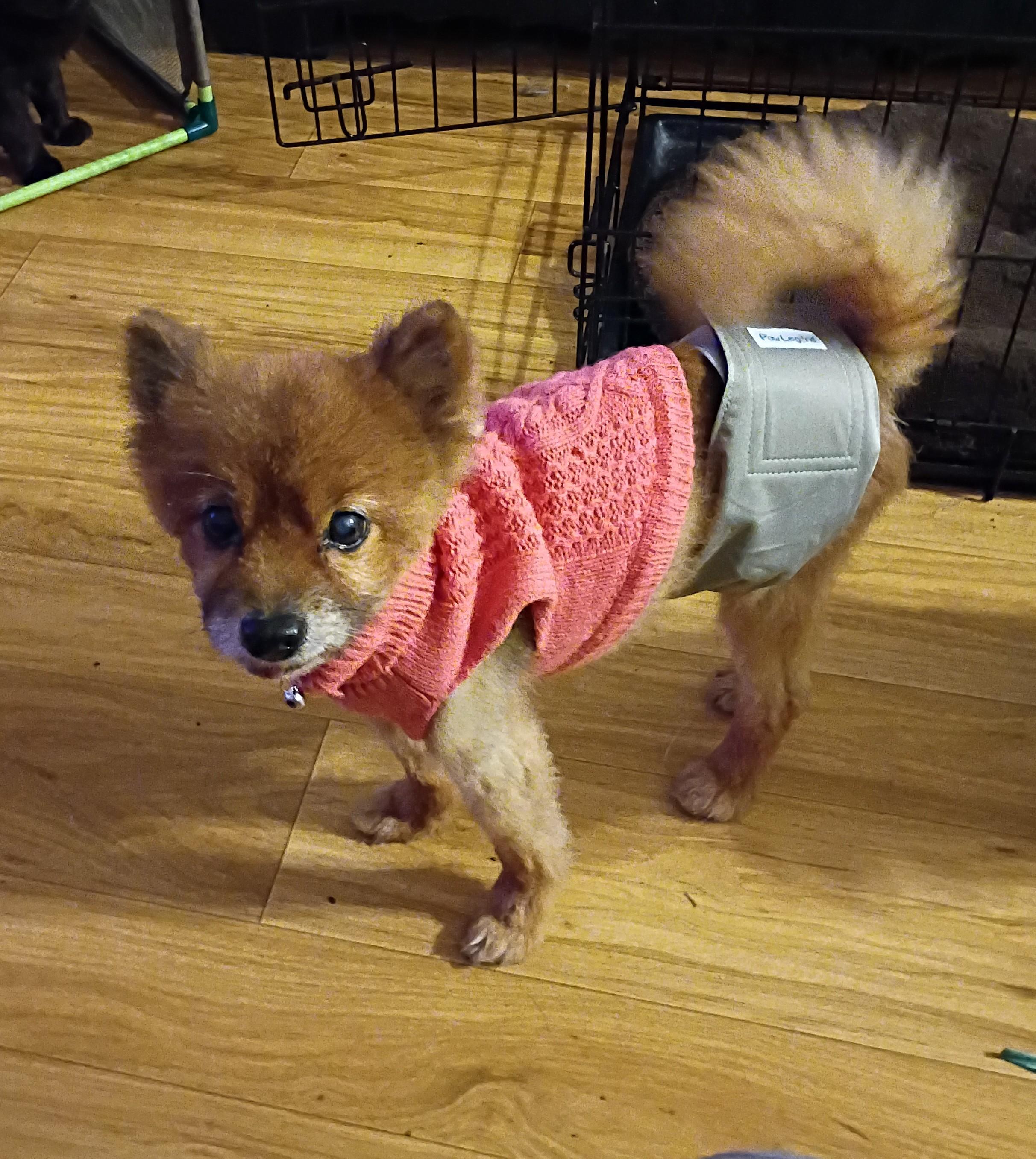 Teddy - Needs Foster!, a ADOPTABLE Pomeranian in Hendersonville, TN image 2/6