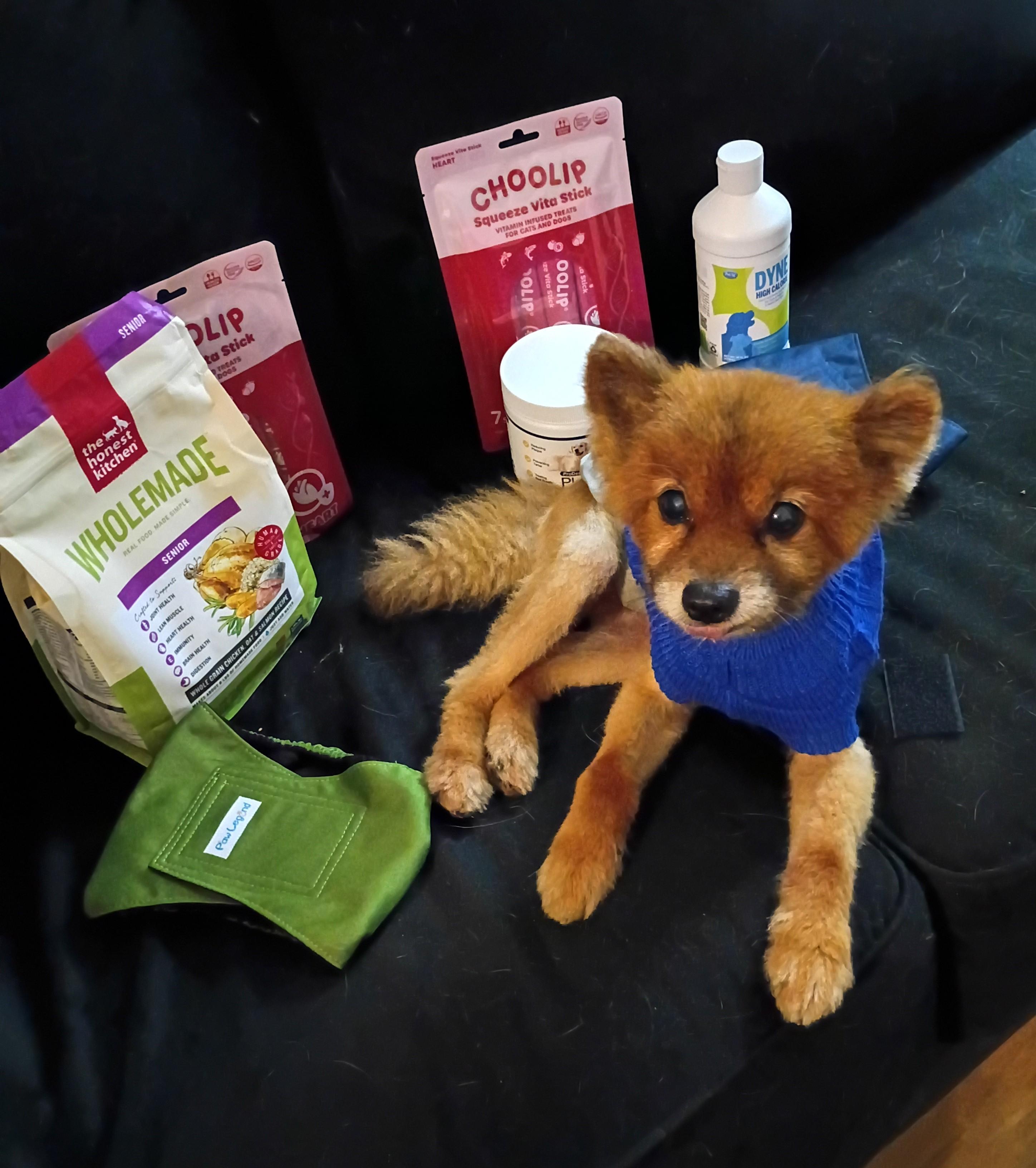 Teddy - Needs Foster!, a ADOPTABLE Pomeranian in Hendersonville, TN image 1/6