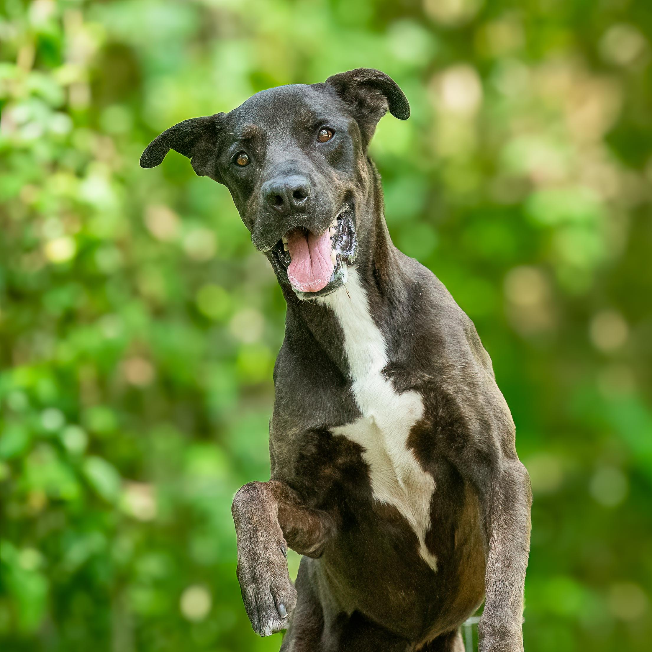 Eric, Senior Male Great Dane