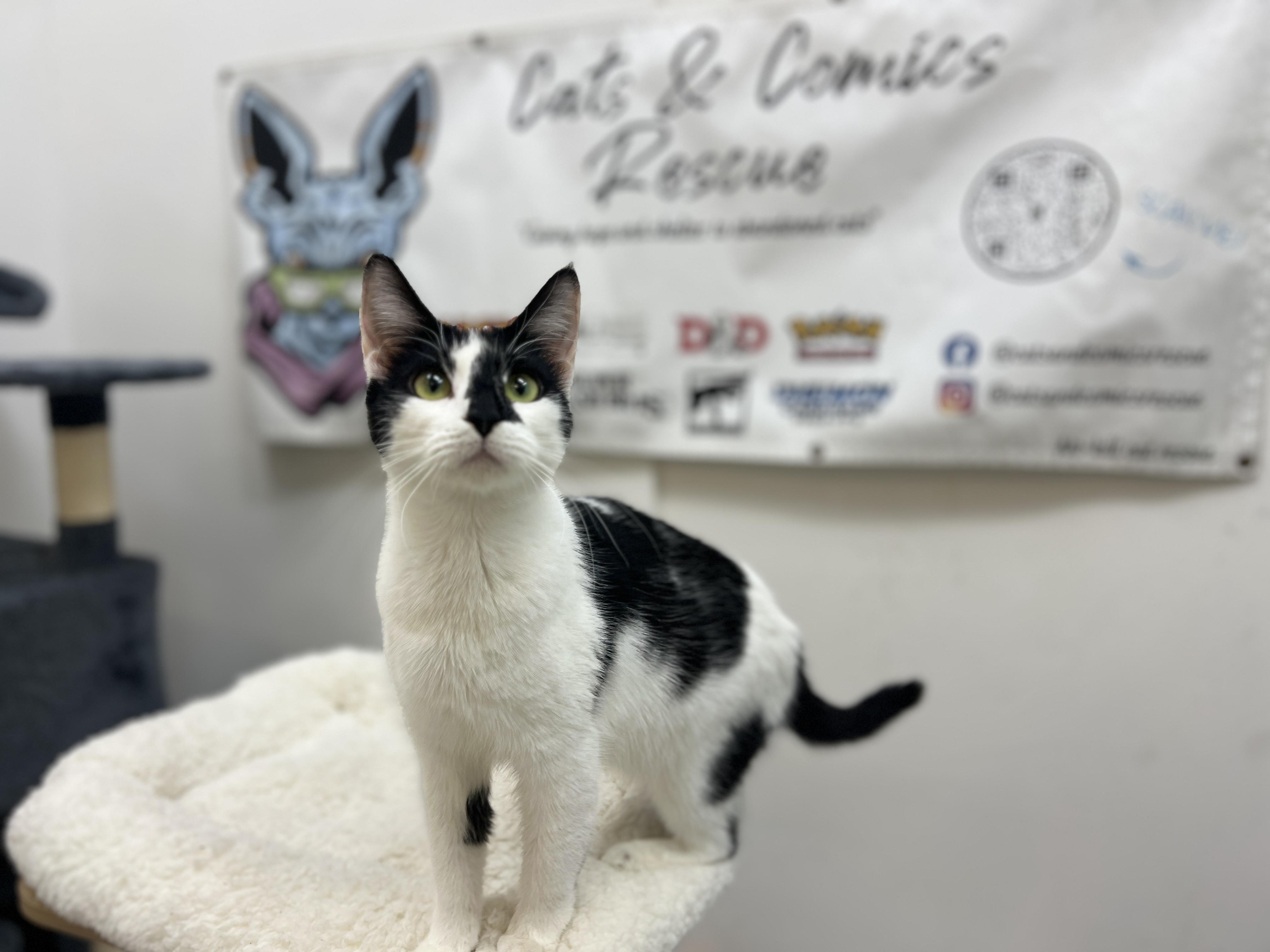 Enlarge Rorschath, a Adopted Domestic Short Hair in chino, CA image 2/6