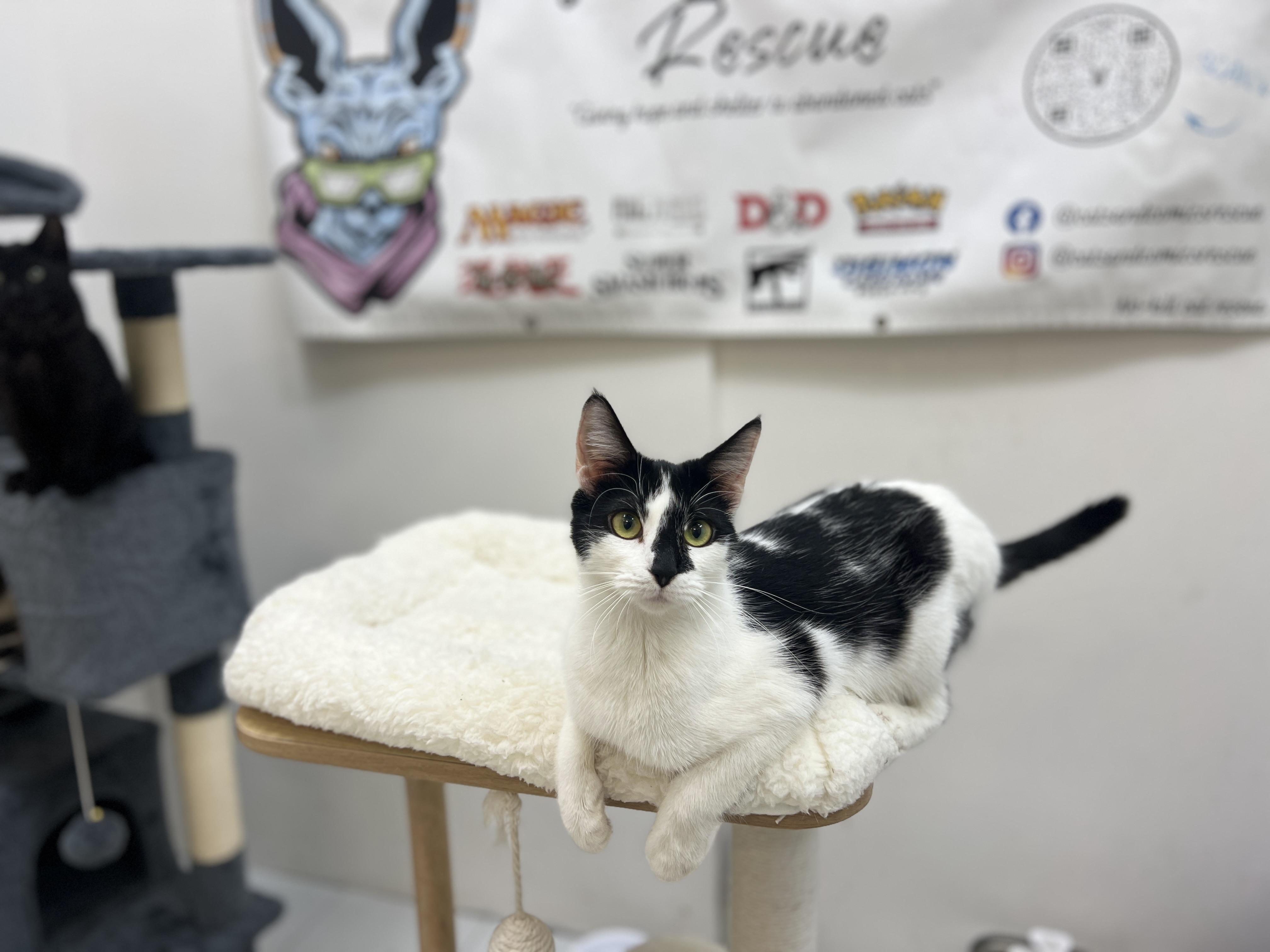 Enlarge Rorschath, a Adopted Domestic Short Hair in chino, CA image 6/6