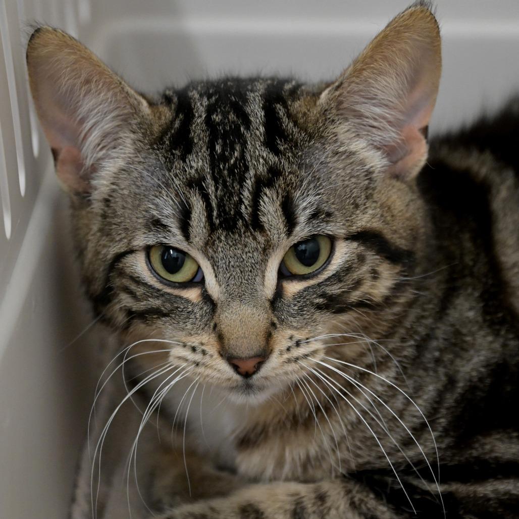 Leonardo (aka The Brain), Adoptable, Adult Male Domestic Short Hair.