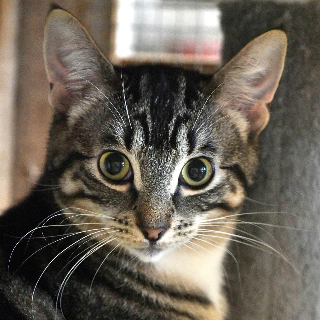 Enlarge Leonardo (aka The Brain), a Adoptable Domestic Short Hair in Chilliwack, BC image 2/2