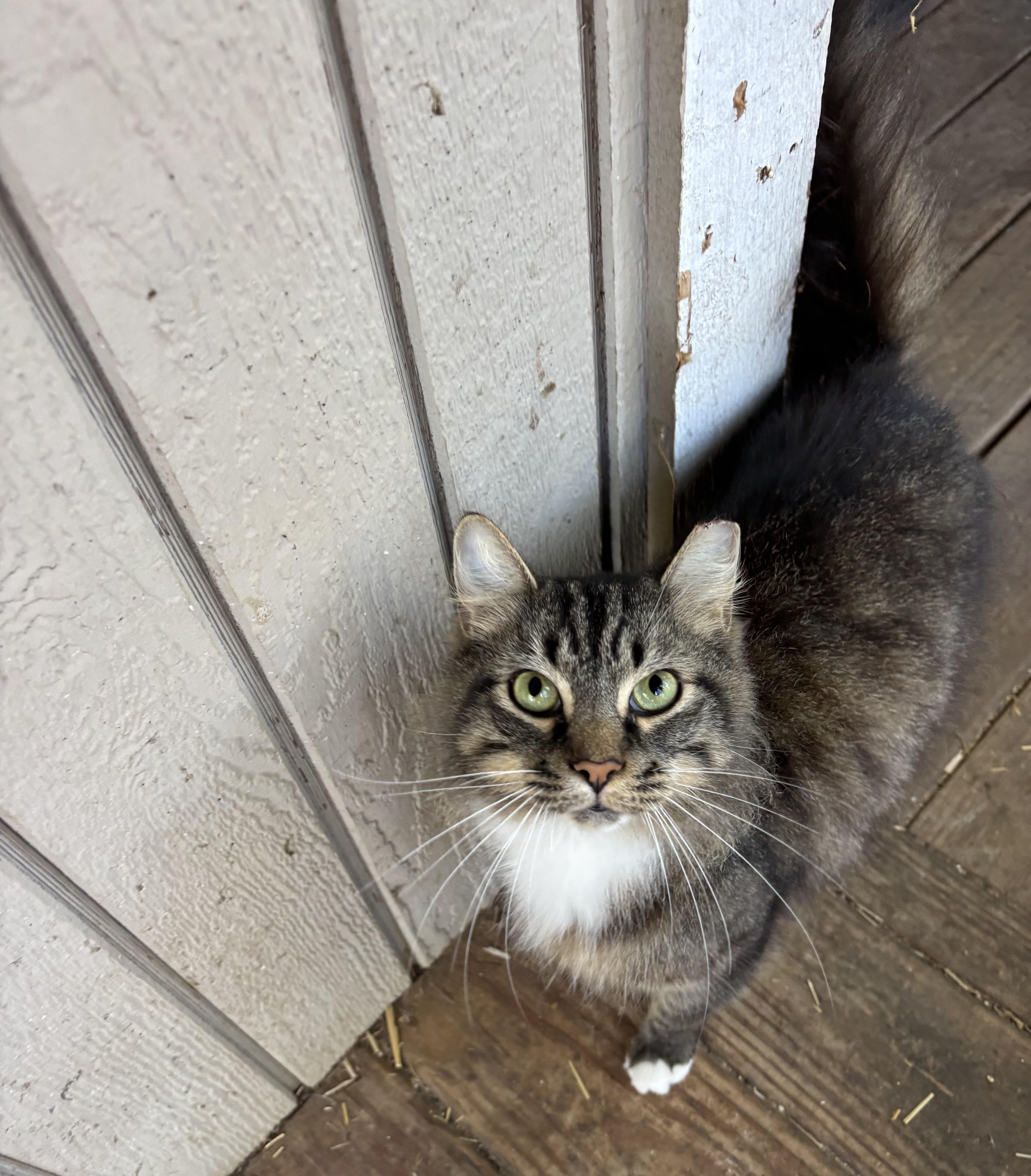 Enlarge Pancake, an adopted Domestic Medium Hair in Anderson , SC image 4/5