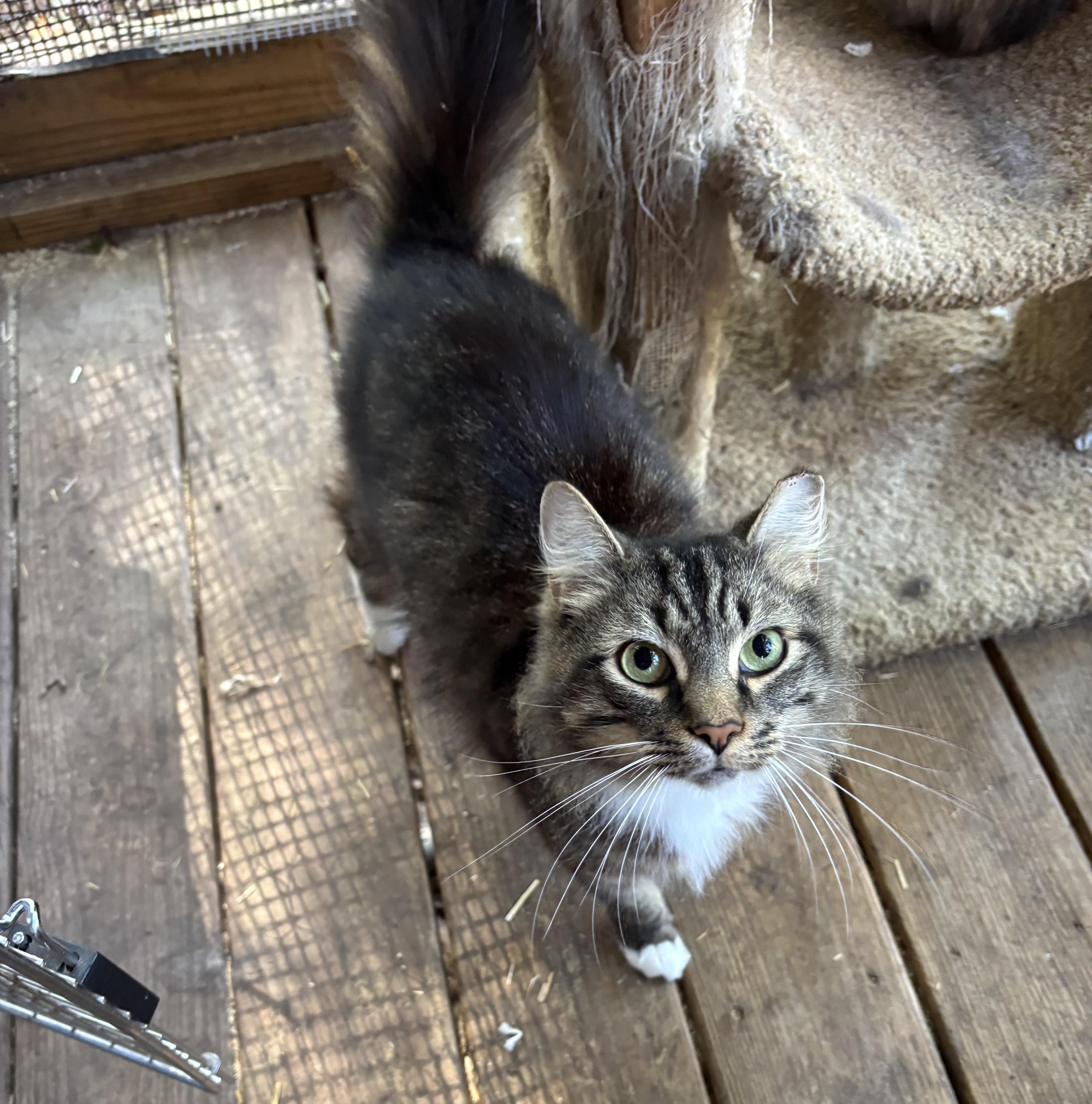 Enlarge Pancake, an adopted Domestic Medium Hair in Anderson , SC image 1/5