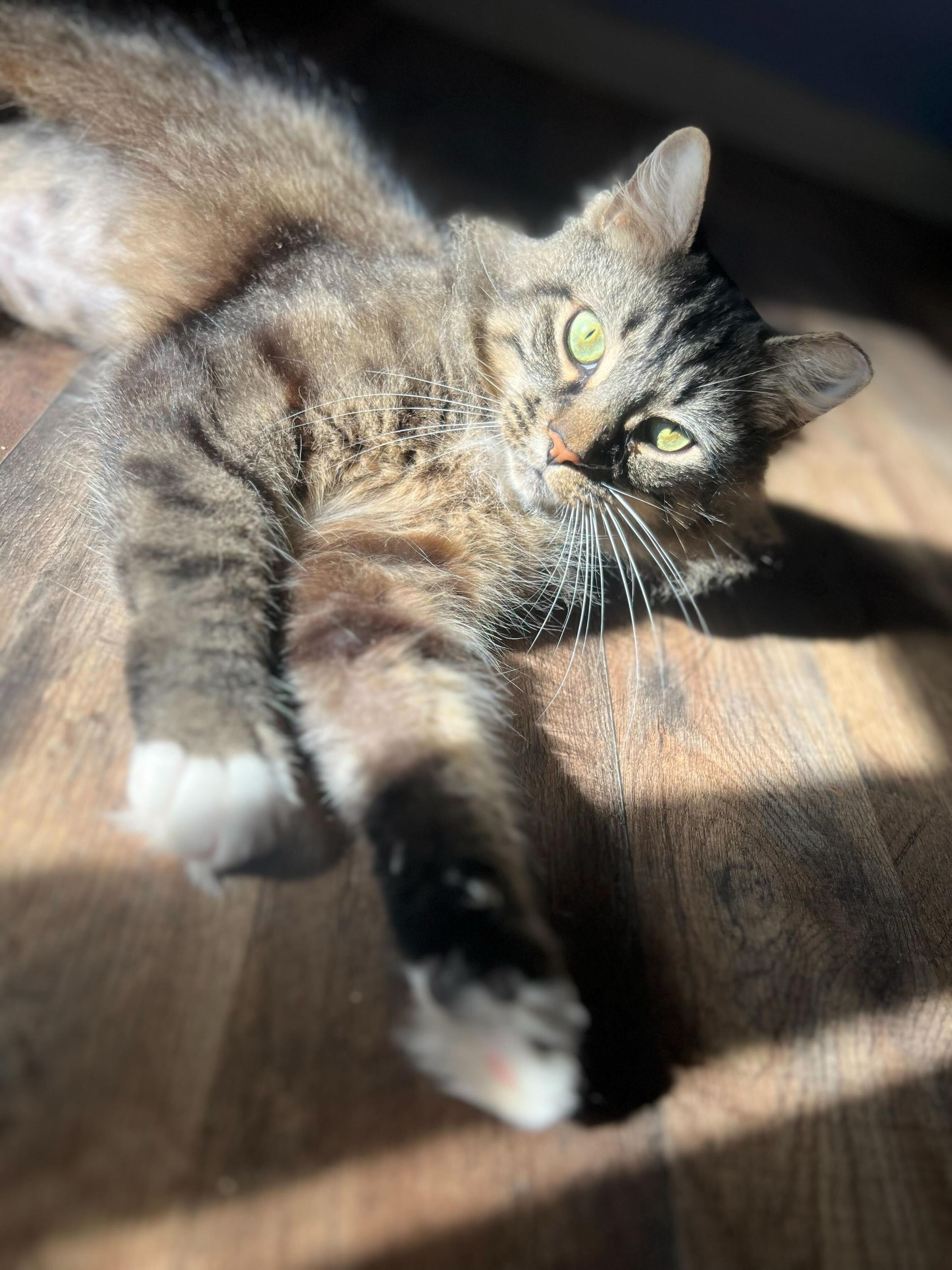 Enlarge Pancake, an adopted Domestic Medium Hair in Anderson , SC image 2/5