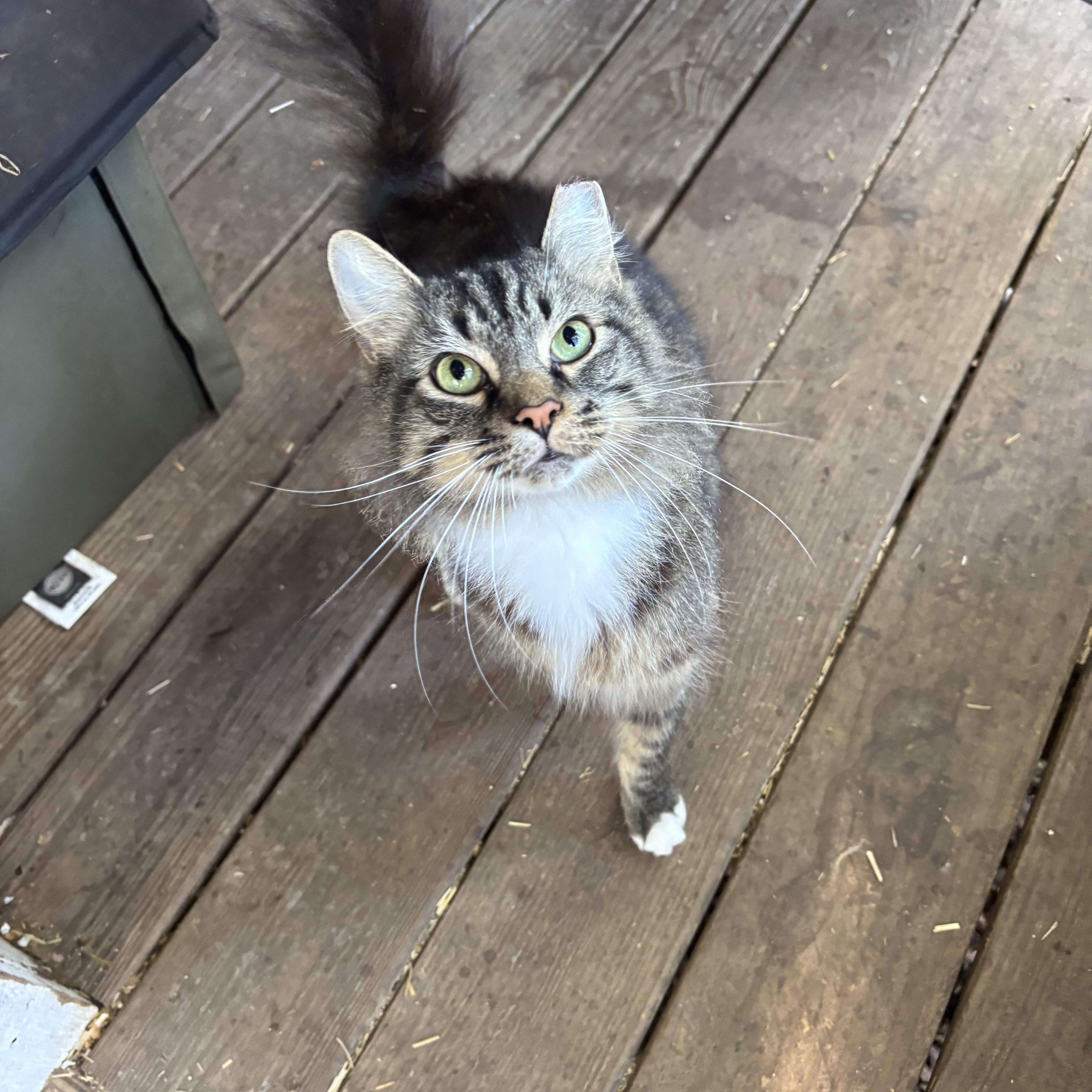 Enlarge Pancake, an adopted Domestic Medium Hair in Anderson , SC image 5/5