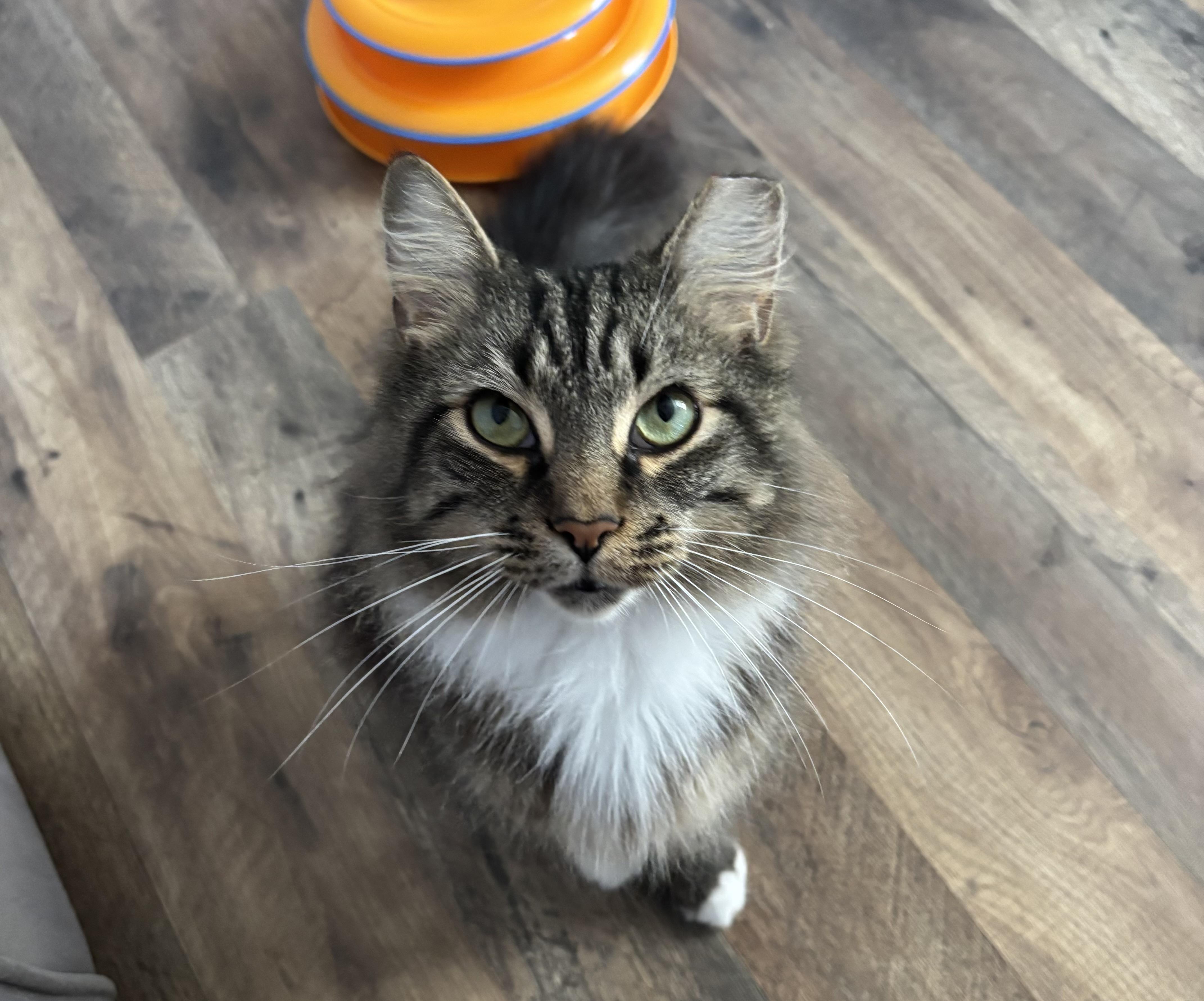 Enlarge Pancake, an adopted Domestic Medium Hair in Anderson , SC image 3/5