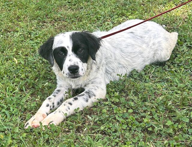 Enlarge 250740  Cruella, a Adopted mixed breed in Wetumpka, AL image 1/2