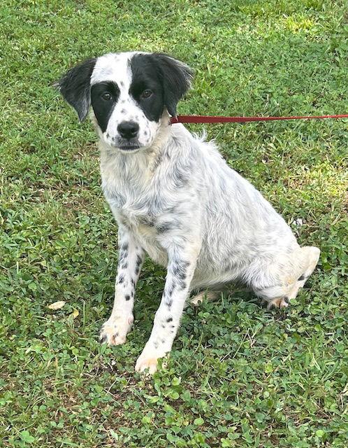 Enlarge 250740  Cruella, a Adopted mixed breed in Wetumpka, AL image 1/2