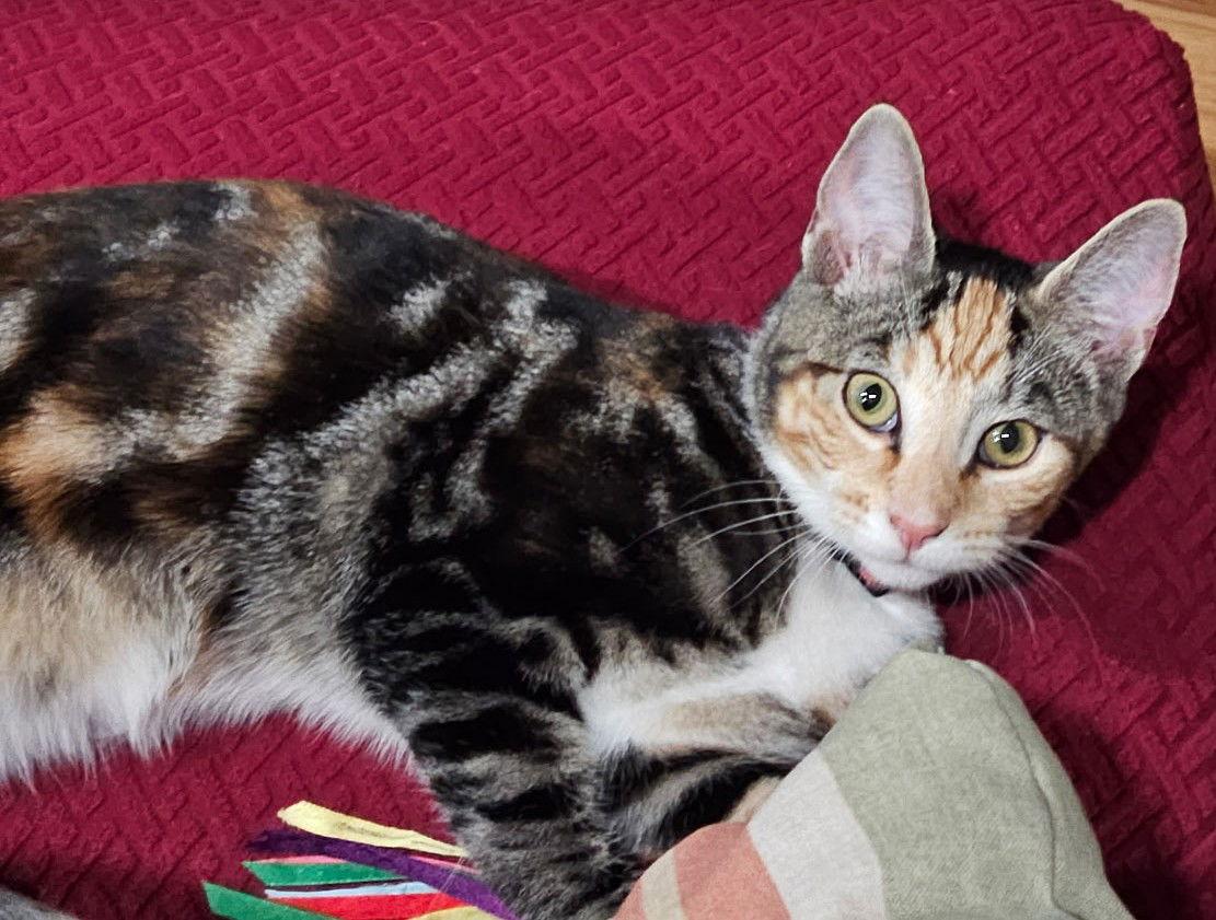 Enlarge Nutmeg, a Adopted Domestic Short Hair in Blackwood, NJ image 1/3