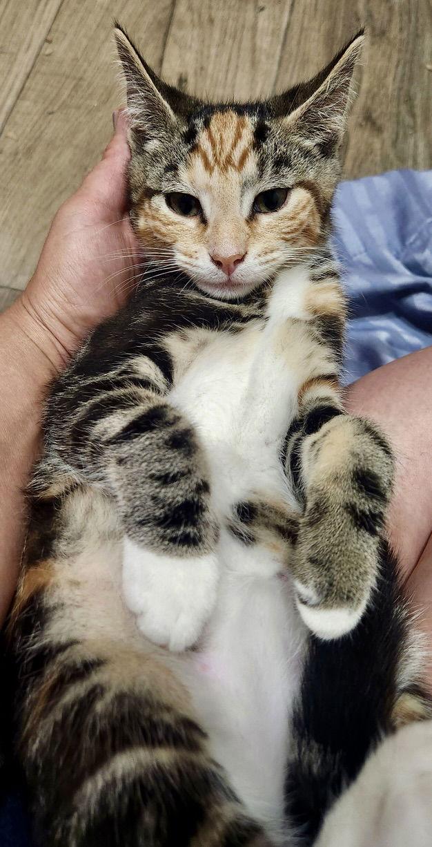 Enlarge Nutmeg, a Adopted Domestic Short Hair in Blackwood, NJ image 2/3