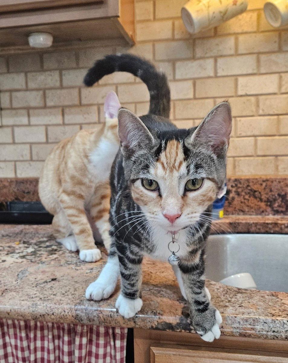 Enlarge Nutmeg, a Adopted Domestic Short Hair in Blackwood, NJ image 3/3