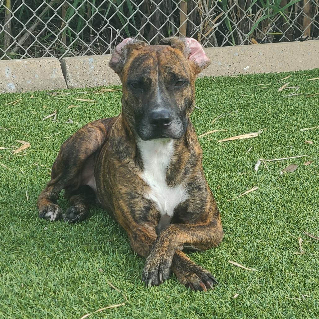 Enlarge Tucker, a Adoptable mixed breed in Webster, TX image 1/4