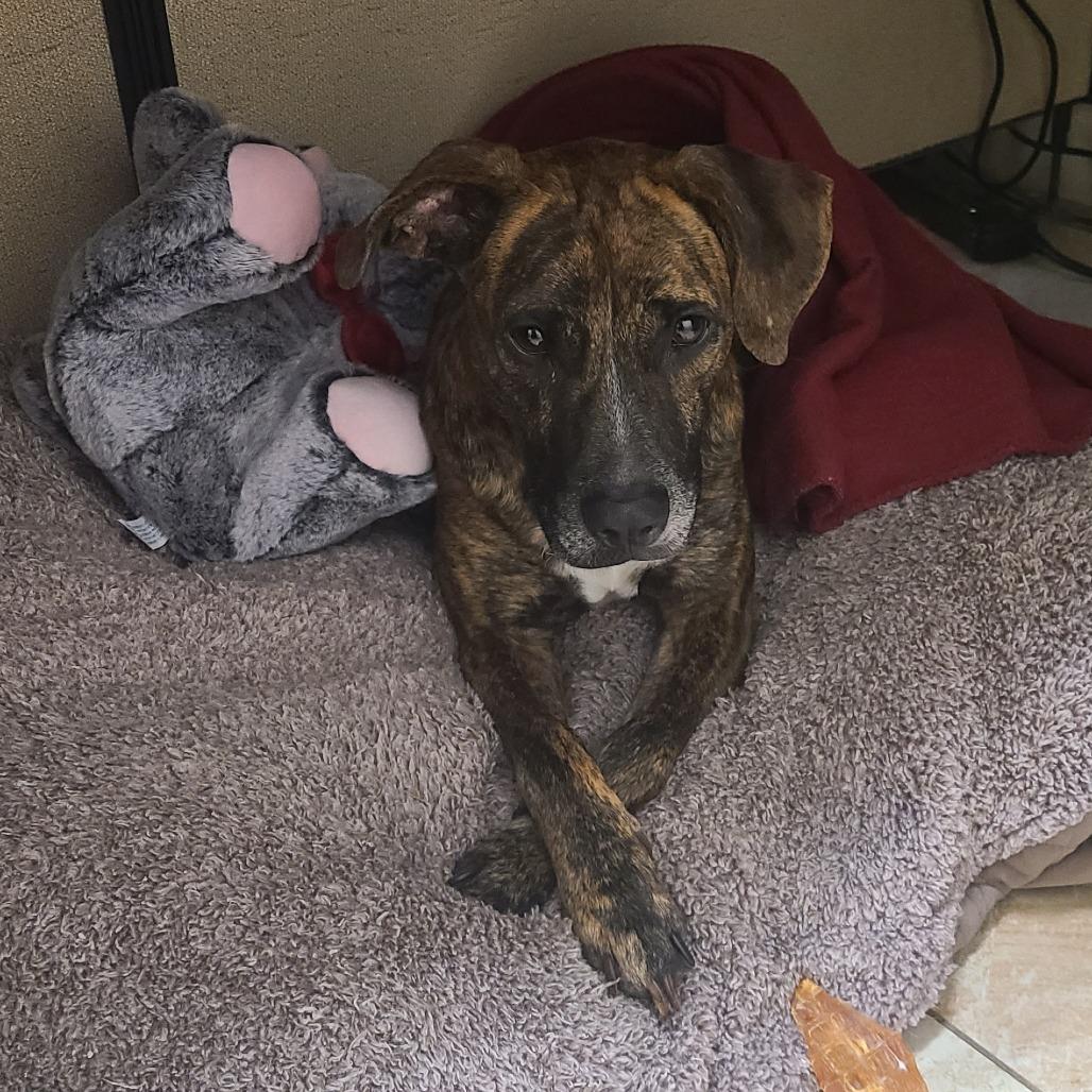 Enlarge Tucker, a Adoptable mixed breed in Webster, TX image 2/4