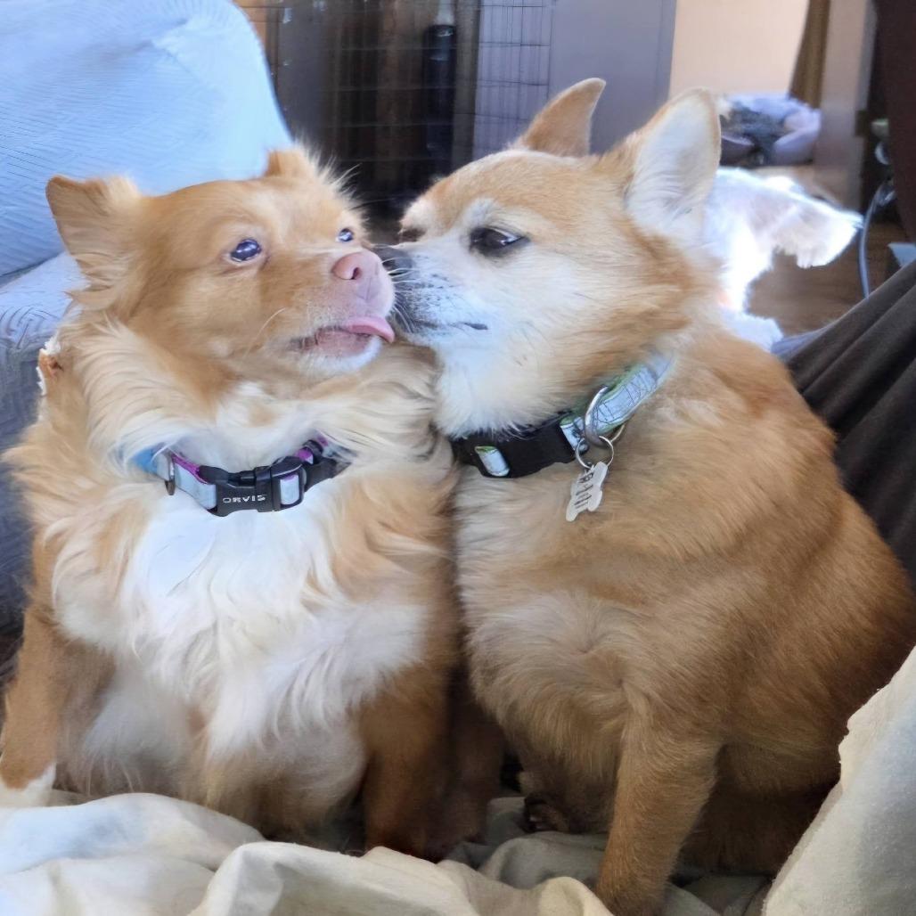Hope, Adoptable, Adult Female Chihuahua.