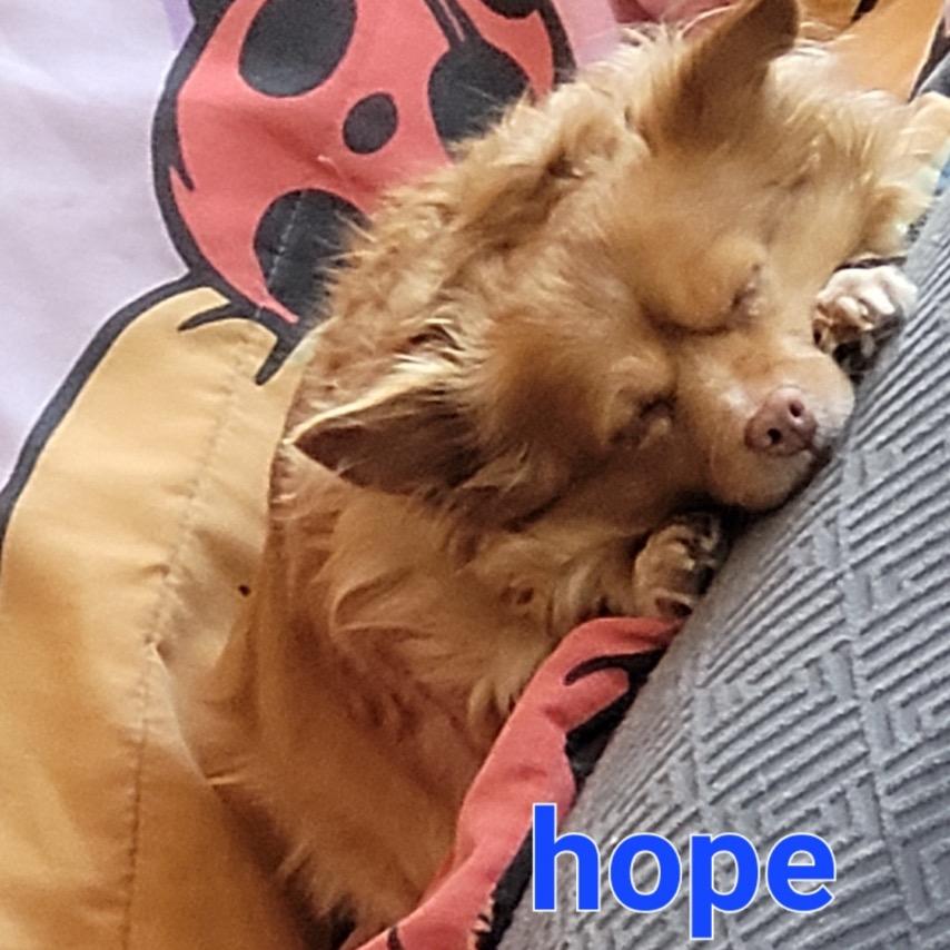 Hope, a Adoptable Chihuahua in Tunkhannock, PA image 3/5