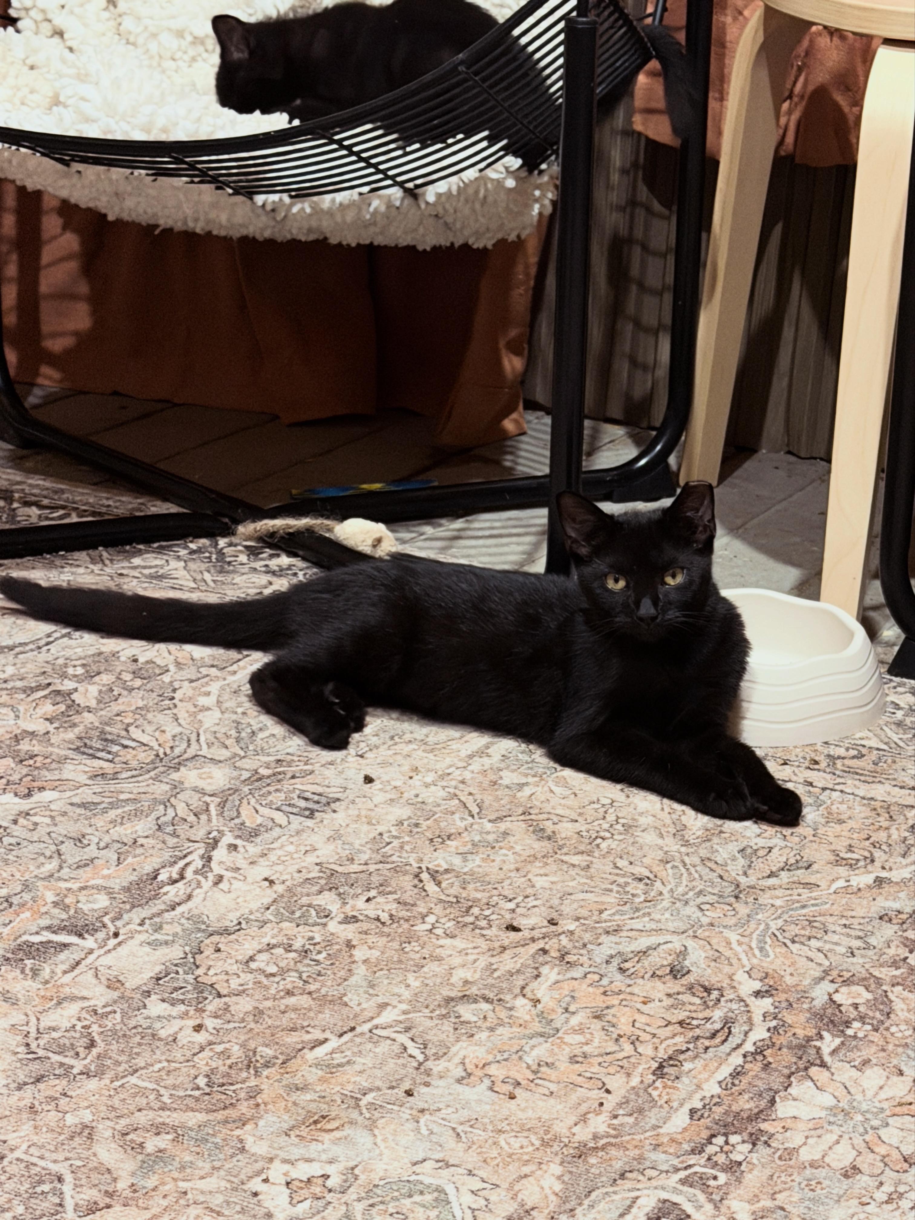 Eclipse & Shadow — Bonded Brothers, Adoptable, Young Male Domestic Short Hair.