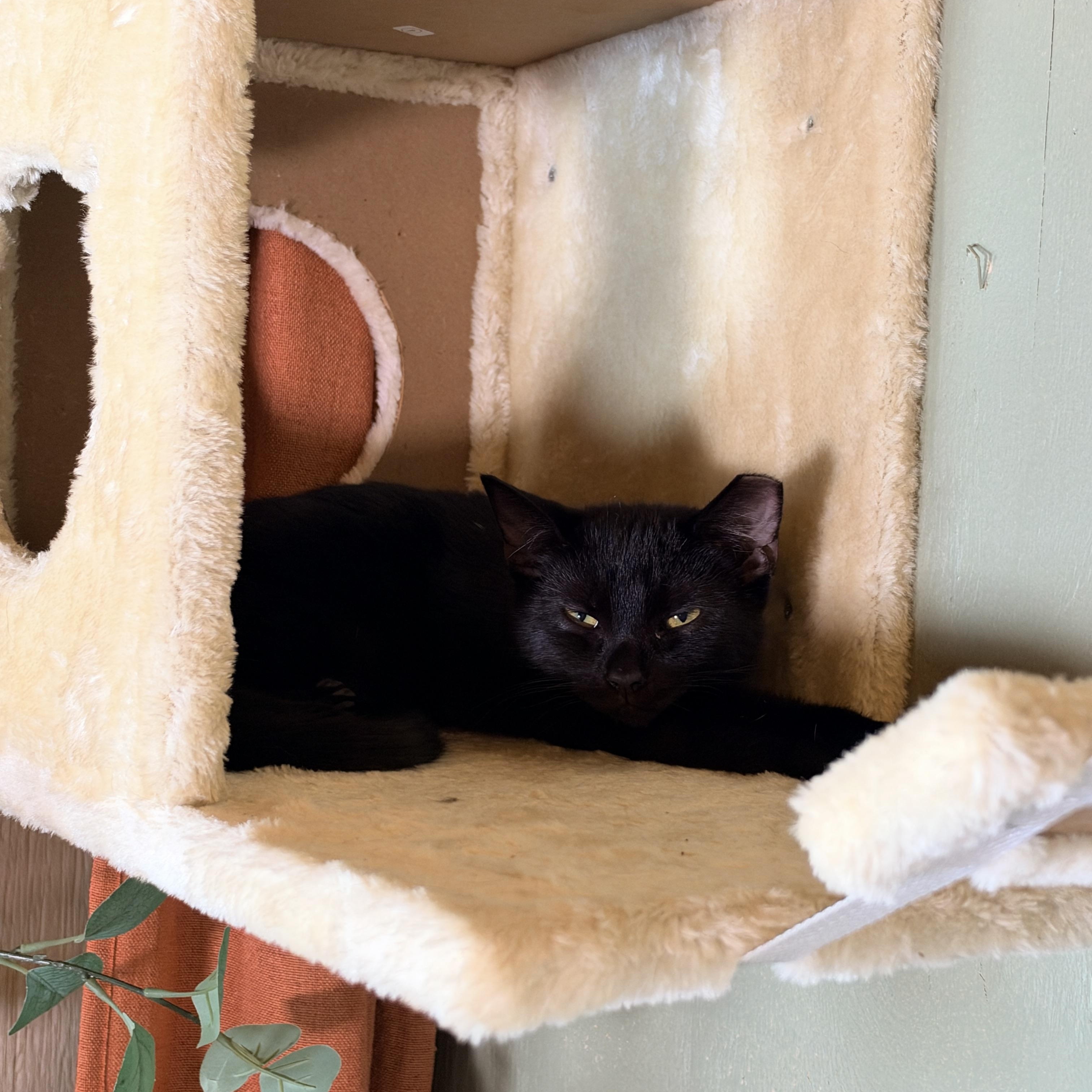 Enlarge Eclipse & Shadow — Bonded Brothers, a Adoptable Domestic Short Hair in Athens, OH image 2/3