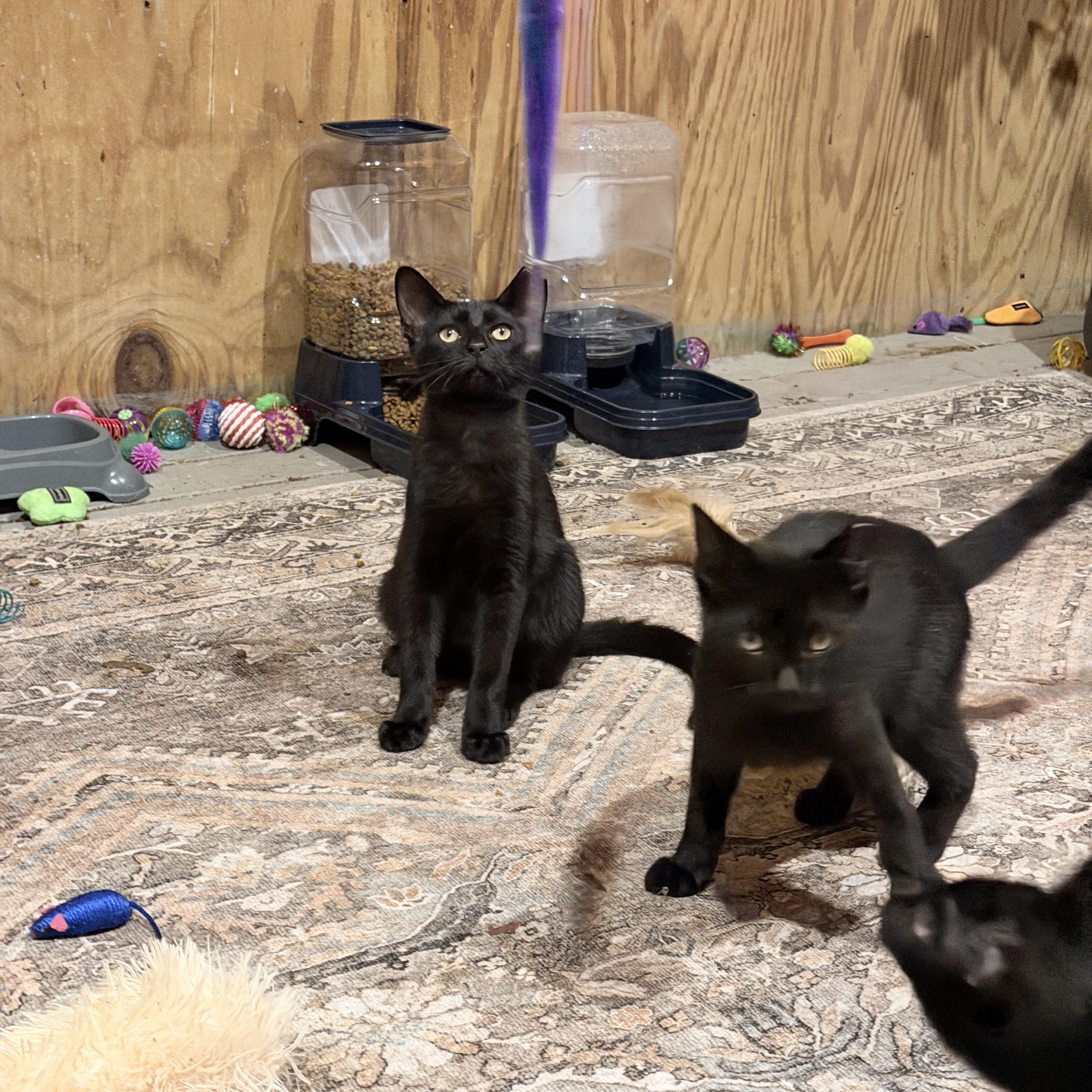 Enlarge Eclipse & Shadow — Bonded Brothers, a Adoptable Domestic Short Hair in Athens, OH image 3/3