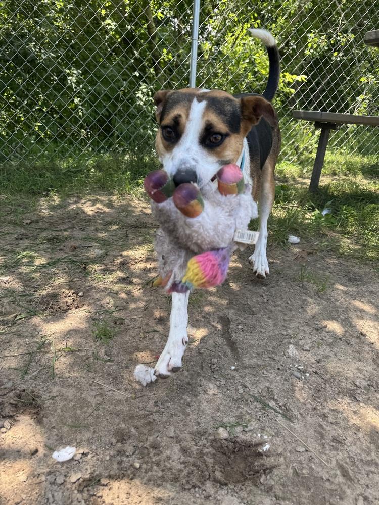 Torque, Adoptable, Adult Male Terrier.